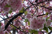 Close up of branches of cherry blossom against a white sky