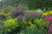 Selection of border plants with yellow and purply flowers