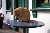 Large ginger cat washing himself on a green table