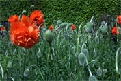 Red poppies and budsin front of a tall beech hedge