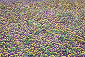 Bed of tiny purple and yellow flowers. And no I don't know what they are. Ahem.
