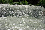 A bank of small white flowers