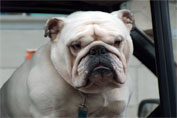 Handsome bulldog illoking out the window of a van